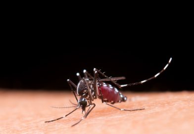 Dengue: Estados recebem orientações para o combate na baixa temporada